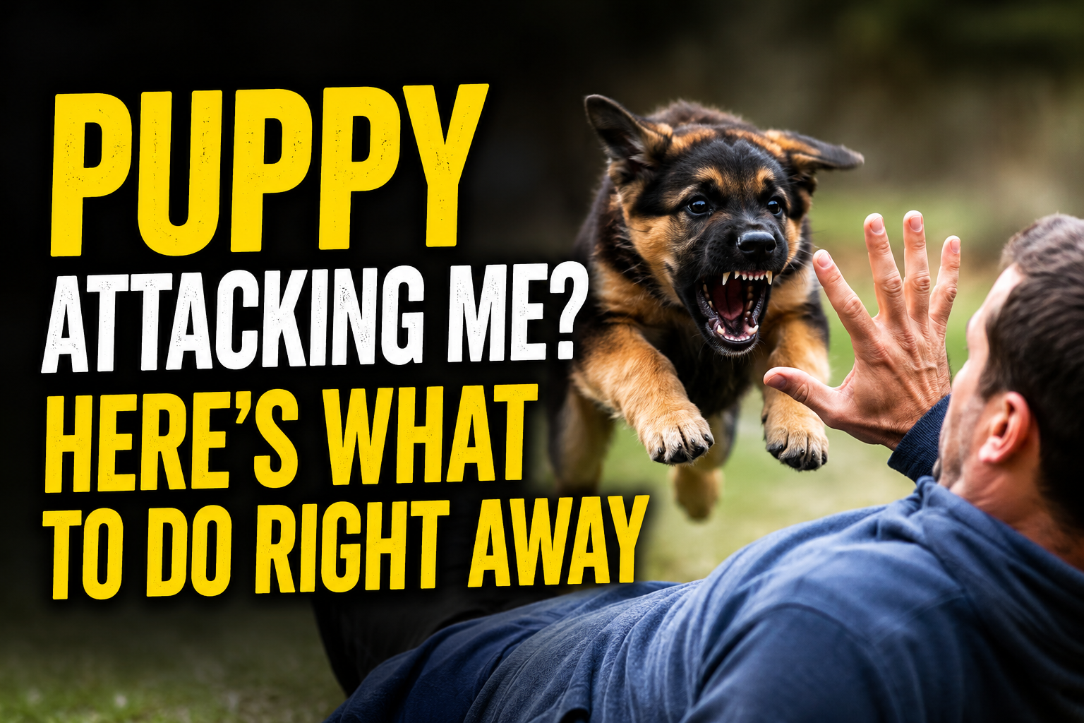 Puppy Attacking Me