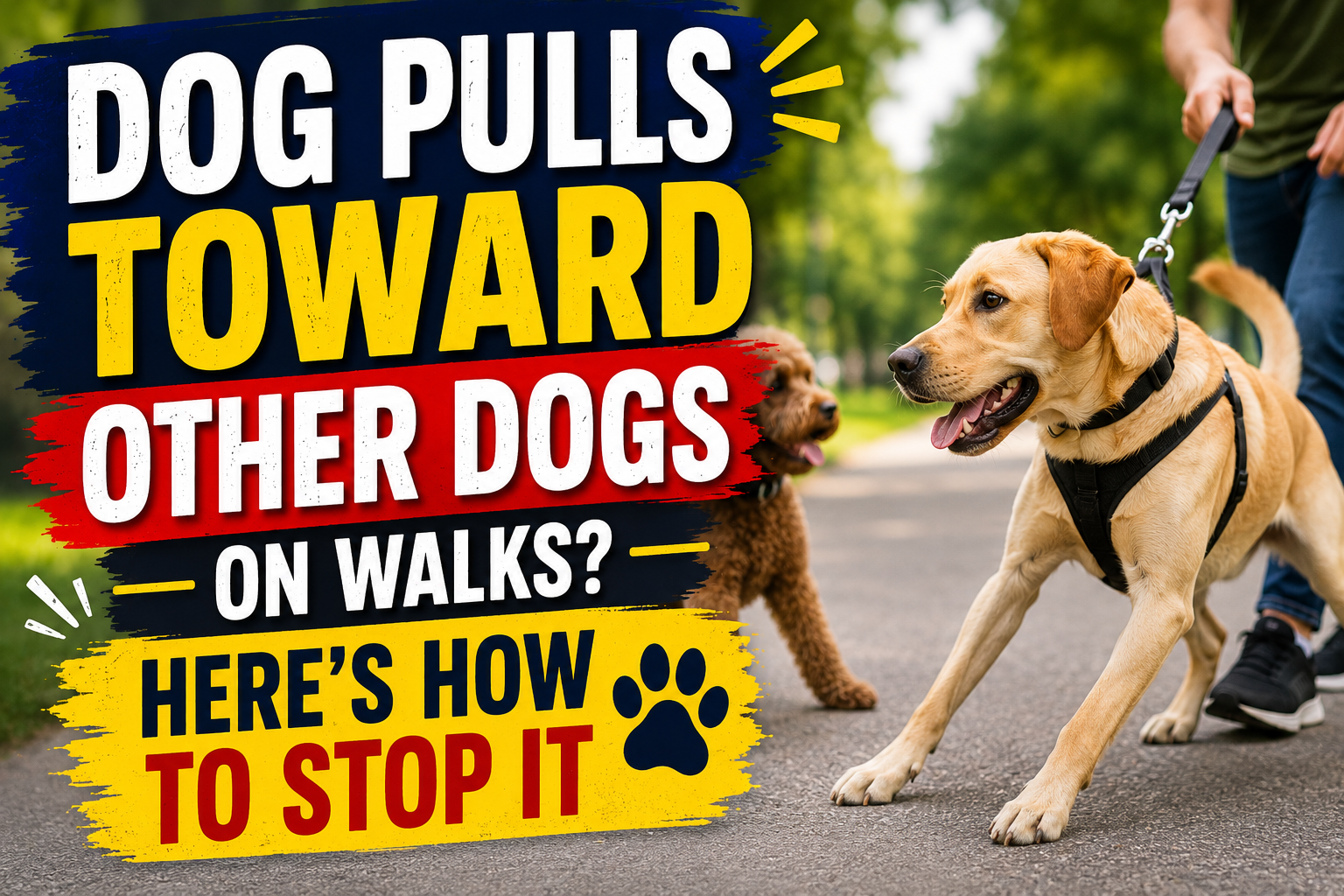 Dog Pulls Toward Other Dogs